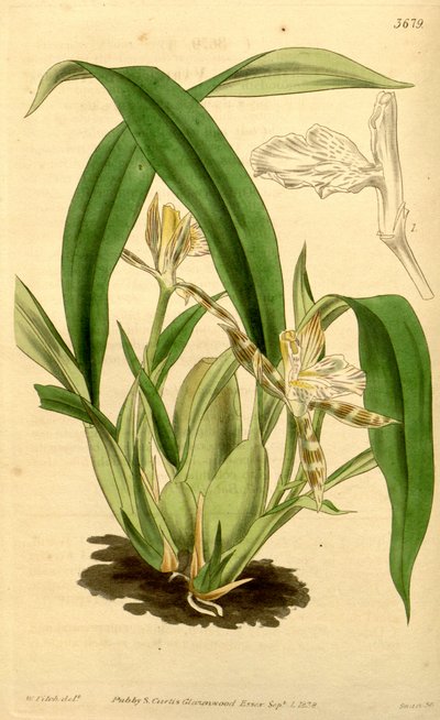 Illustratie van Aspasia variegata door Walter Hood Fitch